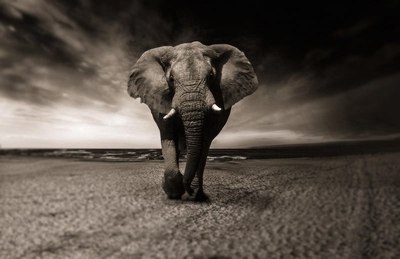 Elephants in Okavango Delta