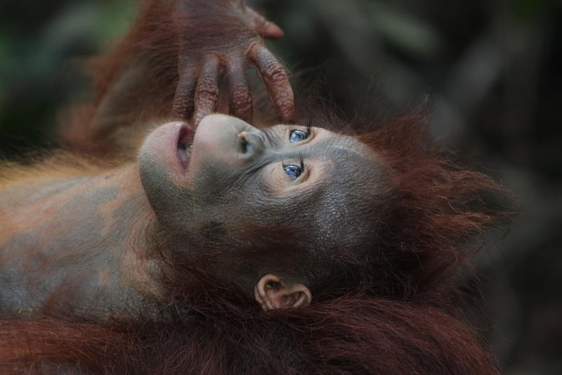 Orangutan in Borneo